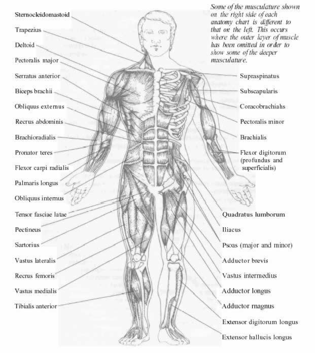 Некоторые мышцы, показанные на правой части тела, отличаются от левой части. Это происходит там, где не показан внешний слой мышц, с целью показать Вам некоторые мышцы, находящиеся ближе к центру тела.